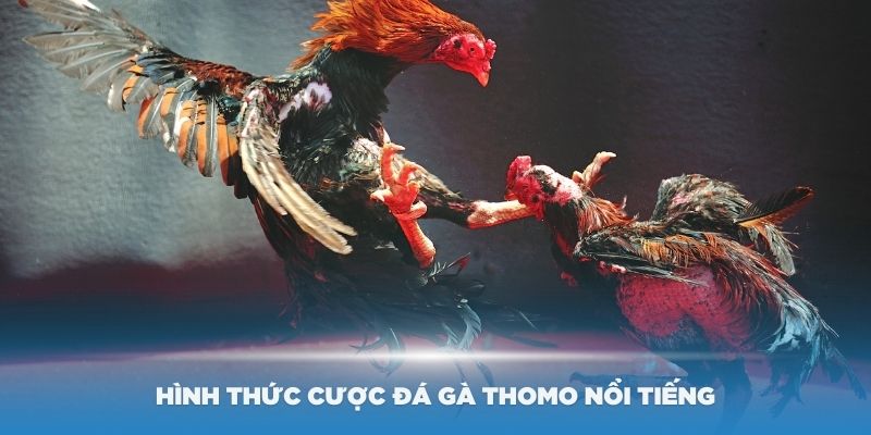 Các hình thức cược đá gà Thomo nổi tiếng nhất